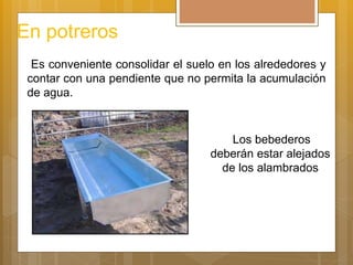 En potreros
Los bebederos
deberán estar alejados
de los alambrados
Es conveniente consolidar el suelo en los alrededores y
contar con una pendiente que no permita la acumulación
de agua.
 