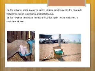 En los sistemas semi-intensivo suelen utilizar paralelamente dos clases de
bebederos, según la demanda puntual de agua.
En los sistemas intensivos los mas utilizados serán los automáticos, o
semiautomáticos.
 