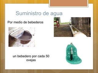 Suministro de agua
Por medio de bebederos
un bebedero por cada 50
ovejas
 