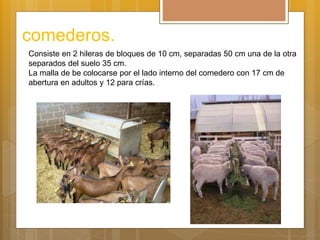 comederos.
Consiste en 2 hileras de bloques de 10 cm, separadas 50 cm una de la otra
separados del suelo 35 cm.
La malla de be colocarse por el lado interno del comedero con 17 cm de
abertura en adultos y 12 para crías.
 