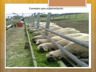 Comedero para suplementación
 