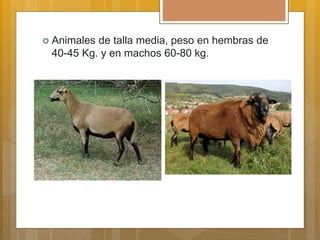  Animales de talla media, peso en hembras de
40-45 Kg. y en machos 60-80 kg.
 