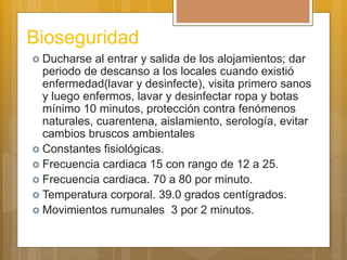 Bioseguridad
 Ducharse al entrar y salida de los alojamientos; dar
periodo de descanso a los locales cuando existió
enfermedad(lavar y desinfecte), visita primero sanos
y luego enfermos, lavar y desinfectar ropa y botas
mínimo 10 minutos, protección contra fenómenos
naturales, cuarentena, aislamiento, serología, evitar
cambios bruscos ambientales
 Constantes fisiológicas.
 Frecuencia cardiaca 15 con rango de 12 a 25.
 Frecuencia cardiaca. 70 a 80 por minuto.
 Temperatura corporal. 39.0 grados centígrados.
 Movimientos rumunales 3 por 2 minutos.
 