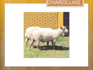 CHAROLLAIS
 