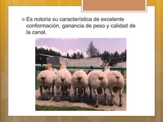  Es notoria su característica de excelente
conformación, ganancia de peso y calidad de
la canal.
 
