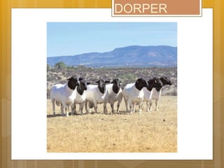 DORPER
 