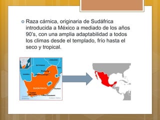  Raza cárnica, originaria de Sudáfrica
introducida a México a mediado de los años
90’s, con una amplia adaptabilidad a todos
los climas desde el templado, frío hasta el
seco y tropical.
 