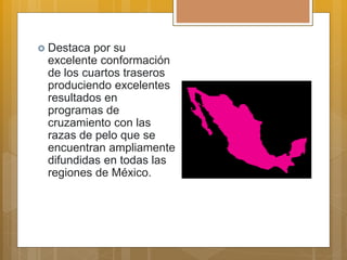  Destaca por su
excelente conformación
de los cuartos traseros
produciendo excelentes
resultados en
programas de
cruzamiento con las
razas de pelo que se
encuentran ampliamente
difundidas en todas las
regiones de México.
 