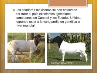  Los criadores mexicanos se han esforzado
por traer al país excelentes ejemplares
campeones en Canadá y los Estados Unidos,
logrando estar a la vanguardia en genética a
nivel mundial.
TARZAN CAMPEON
DORPER
SanFrancisco
 