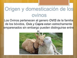 Origen y domesticación de los
ovinos
Los Ovinos pertenecen al genero OVIS de la familia
de los bóvidos, Ovis y Capra estan estrechamente
emparenados sin embargo pueden distinguirse entre
si.
 