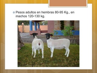  Pesos adultos en hembras 80-95 Kg., en
machos 120-130 kg.
 