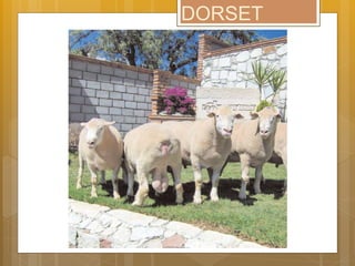 DORSET
 
