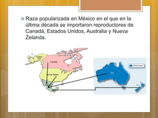  Raza popularizada en México en el que en la
última década se importaron reproductores de
Canadá, Estados Unidos, Australia y Nueva
Zelanda.
 