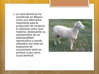 La raza Dorset se ha
constituido en México
como una alternativa
importante para la
producción de corderos
al utilizarse como raza
materna, destacando su
característica de no
estacionalidad
reproductiva y siendo
utilizados con éxito en
esquemas de
cruzamiento tanto en
primera cruza como
cruce terminal.
 