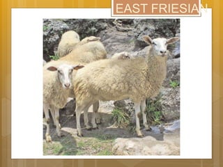 EAST FRIESIAN
 