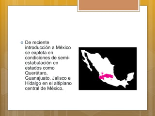  De reciente
introducción a México
se explota en
condiciones de semi-
estabulación en
estados como
Querétaro,
Guanajuato, Jalisco e
Hidalgo en el altiplano
central de México.
 