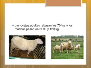  Las ovejas adultas rebasan los 70 kg. y los
machos pesan entre 90 y 120 kg.
 