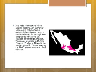  A la raza Hampshire y sus
cruzas pertenecen la mayor
parte de la población de
ovinos del centro del país, la
cual se desarrolla en regiones
templadas y frías de los
estados de Hidalgo, México,
Veracruz, Querétaro, Distrito
Federal, Puebla y Tlaxcala en
niveles de altitud superiores a
los 2000 metros sobre el nivel
del mar.
 