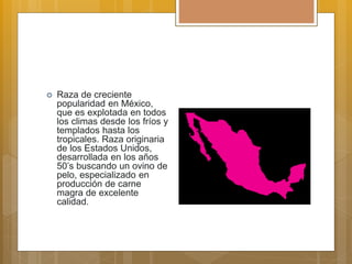  Raza de creciente
popularidad en México,
que es explotada en todos
los climas desde los fríos y
templados hasta los
tropicales. Raza originaria
de los Estados Unidos,
desarrollada en los años
50’s buscando un ovino de
pelo, especializado en
producción de carne
magra de excelente
calidad.
 