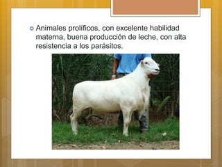  Animales prolíficos, con excelente habilidad
materna, buena producción de leche, con alta
resistencia a los parásitos.
 