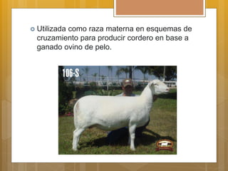  Utilizada como raza materna en esquemas de
cruzamiento para producir cordero en base a
ganado ovino de pelo.
 