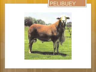 PELIBUEY
 