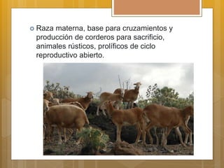  Raza materna, base para cruzamientos y
producción de corderos para sacrificio,
animales rústicos, prolíficos de ciclo
reproductivo abierto.
 