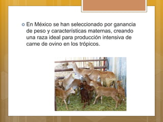  En México se han seleccionado por ganancia
de peso y características maternas, creando
una raza ideal para producción intensiva de
carne de ovino en los trópicos.
 