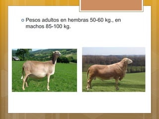  Pesos adultos en hembras 50-60 kg., en
machos 85-100 kg.
 