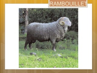 RAMBOUILLET
 