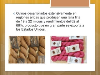  Ovinos desarrollados extensivamente en
regiones áridas que producen una lana fina
de 19 a 22 micras y rendimientos del 62 al
66%, producto que en gran parte se exporta a
los Estados Unidos.
 