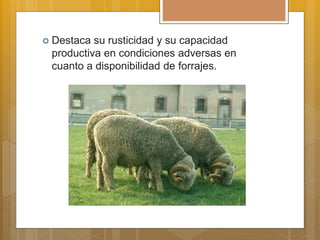  Destaca su rusticidad y su capacidad
productiva en condiciones adversas en
cuanto a disponibilidad de forrajes.
 