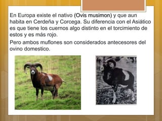 En Europa existe el nativo (Ovis musimon) y que aun
habita en Cerdeña y Corcega. Su diferencia con el Asiático
es que tiene los cuernos algo distinto en el torcimiento de
estos y es más rojo.
Pero ambos muflones son considerados antecesores del
ovino domestico.
 