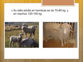  Su talla adulta en hembras es de 70-80 kg. y
en machos 120-150 kg.
 