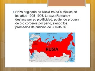  Raza originaria de Rusia traída a México en
los años 1995-1996. La raza Romanov
destaca por su prolificidad, pudiendo producir
de 3-5 corderos por parto, siendo los
promedios de parición de 300-350%.
 
