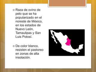  Raza de ovino de
pelo que se ha
popularizado en el
noreste de México,
en los estados de
Nuevo León,
Tamaulipas y San
Luis Potosí.
 De color blanco,
resisten el pastoreo
en zonas de alta
insolación.
 