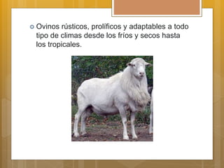  Ovinos rústicos, prolíficos y adaptables a todo
tipo de climas desde los fríos y secos hasta
los tropicales.
 