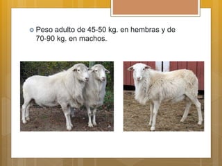  Peso adulto de 45-50 kg. en hembras y de
70-90 kg. en machos.
 