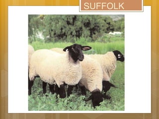 SUFFOLK
 