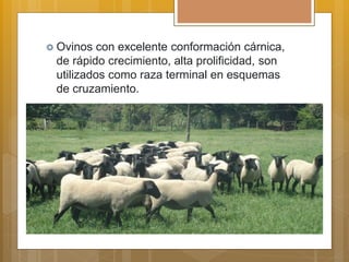  Ovinos con excelente conformación cárnica,
de rápido crecimiento, alta prolificidad, son
utilizados como raza terminal en esquemas
de cruzamiento.
 