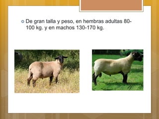  De gran talla y peso, en hembras adultas 80-
100 kg. y en machos 130-170 kg.
 