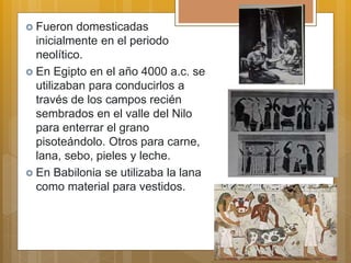  Fueron domesticadas
inicialmente en el periodo
neolítico.
 En Egipto en el año 4000 a.c. se
utilizaban para conducirlos a
través de los campos recién
sembrados en el valle del Nilo
para enterrar el grano
pisoteándolo. Otros para carne,
lana, sebo, pieles y leche.
 En Babilonia se utilizaba la lana
como material para vestidos.
 