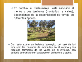  En cambio, el trashumante esta asociado al
menos a dos territorios (montañas y valles),
dependiendo de la disponibilidad de forraje en
diferentes épocas.
 Con esto existe un balance ecológico del uso de los
recursos: las pasturas de montañas en el verano y los
recursos forrajeros de los valles en el invierno, con
periodo de transito con pastoreo en primavera y otoño.
 
