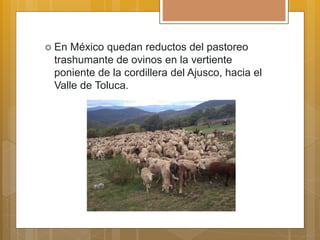  En México quedan reductos del pastoreo
trashumante de ovinos en la vertiente
poniente de la cordillera del Ajusco, hacia el
Valle de Toluca.
 
