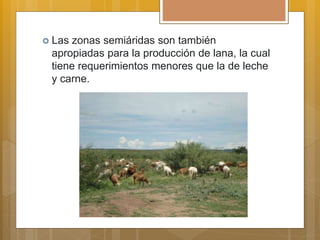  Las zonas semiáridas son también
apropiadas para la producción de lana, la cual
tiene requerimientos menores que la de leche
y carne.
 