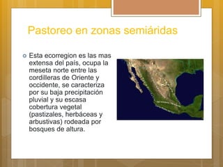 Pastoreo en zonas semiáridas
 Esta ecorregion es las mas
extensa del país, ocupa la
meseta norte entre las
cordilleras de Oriente y
occidente, se caracteriza
por su baja precipitación
pluvial y su escasa
cobertura vegetal
(pastizales, herbáceas y
arbustivas) rodeada por
bosques de altura.
 