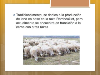  Tradicionalmente, se dedico a la producción
de lana en base en la raza Rambouillet, pero
actualmente se encuentra en transición a la
carne con otras razas
 
