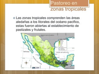 Pastoreo en
zonas tropicales
 Las zonas tropicales comprenden las áreas
aledañas a los litorales del océano pacifico,
estas fueron abiertas al establecimiento de
pastizales y frutales.
 