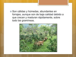  Son cálidas y húmedas, abundantes en
forrajes, aunque son de baja calidad debido a
que crecen y maduran rápidamente, sobre
todo las gramíneas.
 