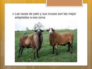  Las razas de pelo y sus cruzas son las mejor
adaptadas a esa zona.
 